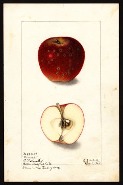 POM00000754 by Schutt, Ellen Isham, Goode