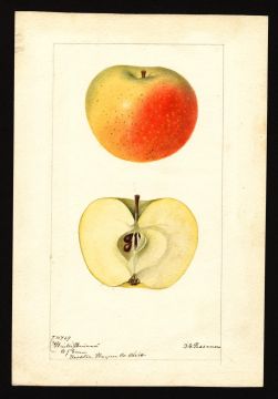 USDA Pomological Watercolor of Winter Banana