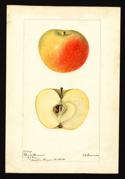 File:USDA Pomological Winter Banana POM00001315.jpg
