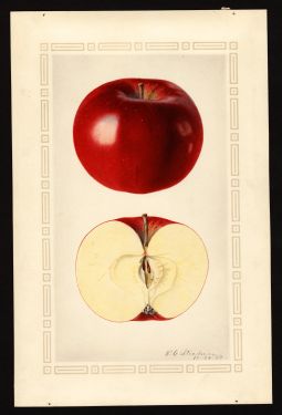 POM00000600 by Steadman, Royal Charles b., East Lansing