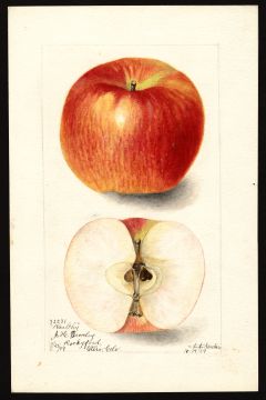 USDA Pomological Watercolor by Newton, Amanda Almira (Rockyford, Otero, Colorado)