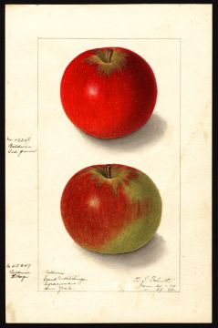 USDA Pomological Watercolor by Schutt, Ellen Isham (Syracuse, Onondaga, New York)