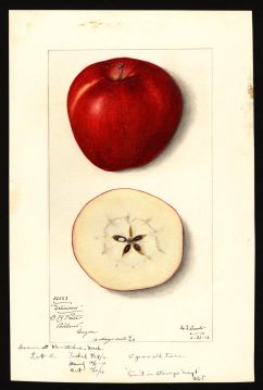 USDA Pomological Watercolor of Red Delicious