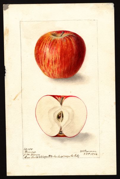 File:USDA Pomological Winesap POM00004224.jpg