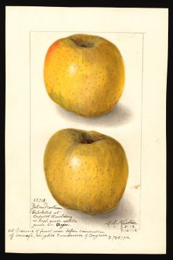 POM00000887 by Newton, Amanda Almira, Oregon