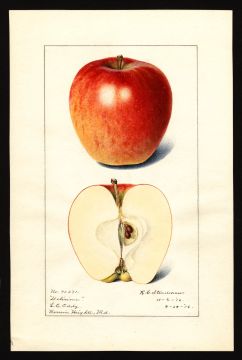 USDA Pomological Watercolor of Red Delicious