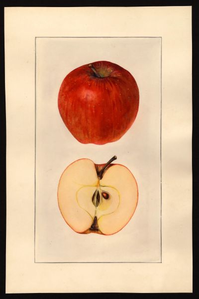 File:USDA Pomological Red Delicious POM00000346.jpg