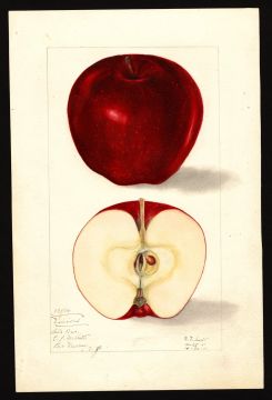 USDA Pomological Watercolor of Red Delicious