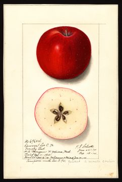 USDA Pomological Watercolor by Schutt, Ellen Isham (Yakima, Yakima, Washington)