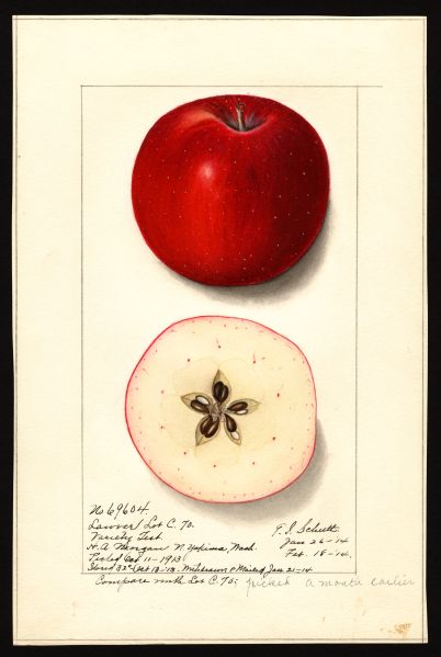 File:USDA Pomological Lawver POM00002524.jpg