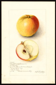 USDA Pomological Watercolor by Newton, Amanda Almira (Watsonville, Santa Cruz, California)