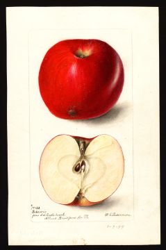 USDA Pomological Watercolor by Passmore, Deborah Griscom (Athens, Bradford, Pennsylvania)