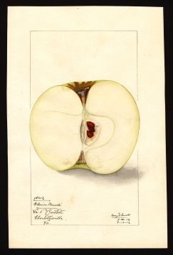 USDA Pomological Watercolor by Arnold, Mary Daisy (Charlottesville, Virginia)