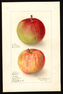 POM00003459 by Passmore, Deborah Griscom, Rockford