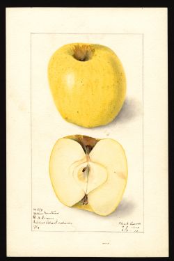 POM00000509 by Lower, Elsie E. b., Virginia