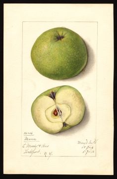 USDA Pomological Watercolor by Arnold, Mary Daisy (Lockport, Niagara, New York)