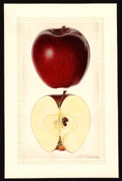 USDA Pomological Watercolor of Red Delicious