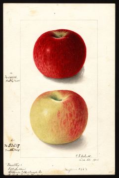 USDA Pomological Watercolor by Schutt, Ellen Isham (Buffalo, Erie, New York)