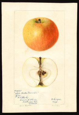 POM00004134 by Heiges, Bertha creator artist USDA, Coeur d'Alene