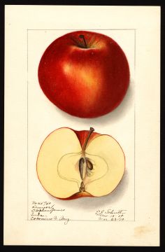 USDA Pomological Watercolor by Schutt, Ellen Isham (Tuba City, Coconino, Arizona)