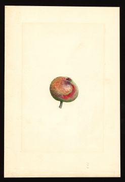 USDA Pomological Watercolor by Shull, James Marion (Anne Arundel, Maryland)