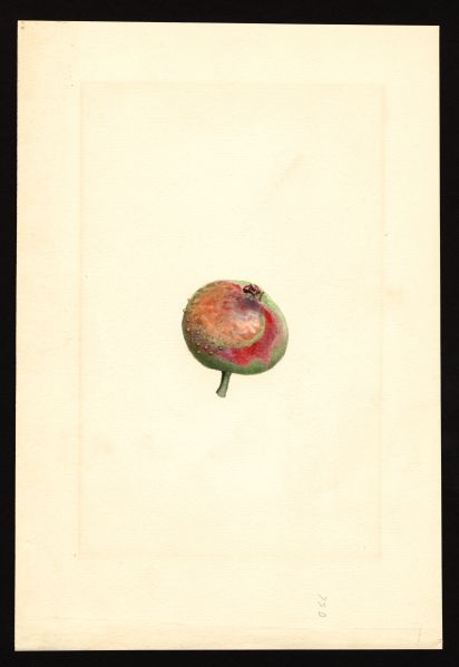 File:USDA Pomological Red Astrachan POM00003029.jpg