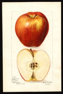 USDA Pomological Watercolor of Red Delicious