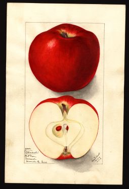 POM00000953 by Arnold, Mary Daisy, Missoula