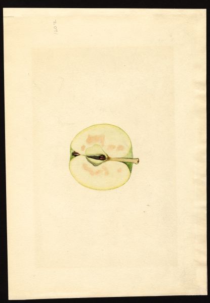 File:USDA Pomological McIntosh POM00000890.jpg