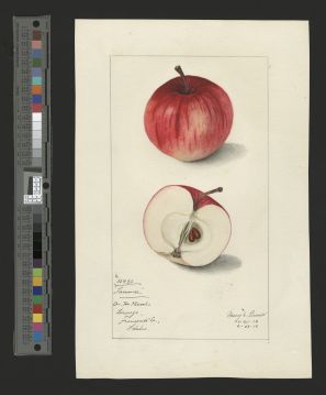 USDA Pomological Watercolor of Fameuse