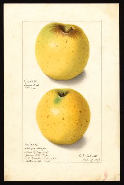 POM00000869 by Schutt, Ellen Isham, Watsonville