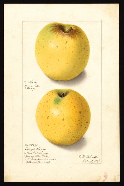 File:USDA Pomological Yellow Bellflower POM00000869.jpg