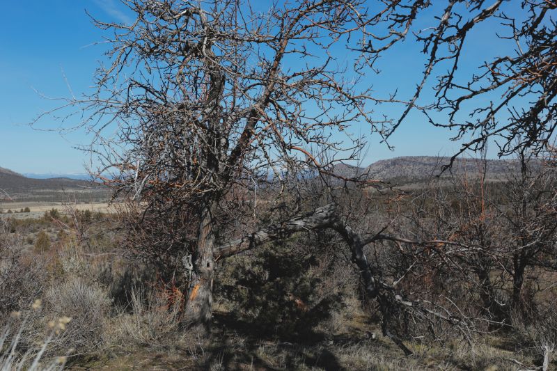 File:Tree Cyrus 9.JPG