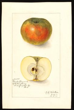 USDA Pomological Watercolor of Winter Banana