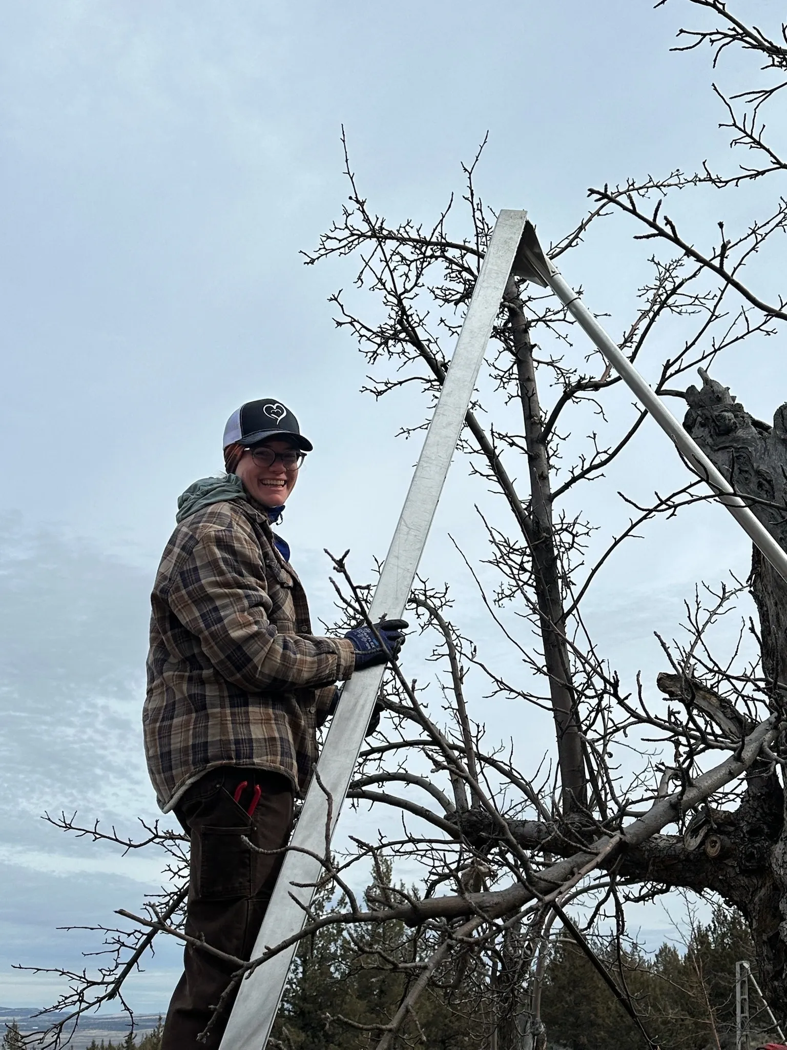 Orchard restoration work