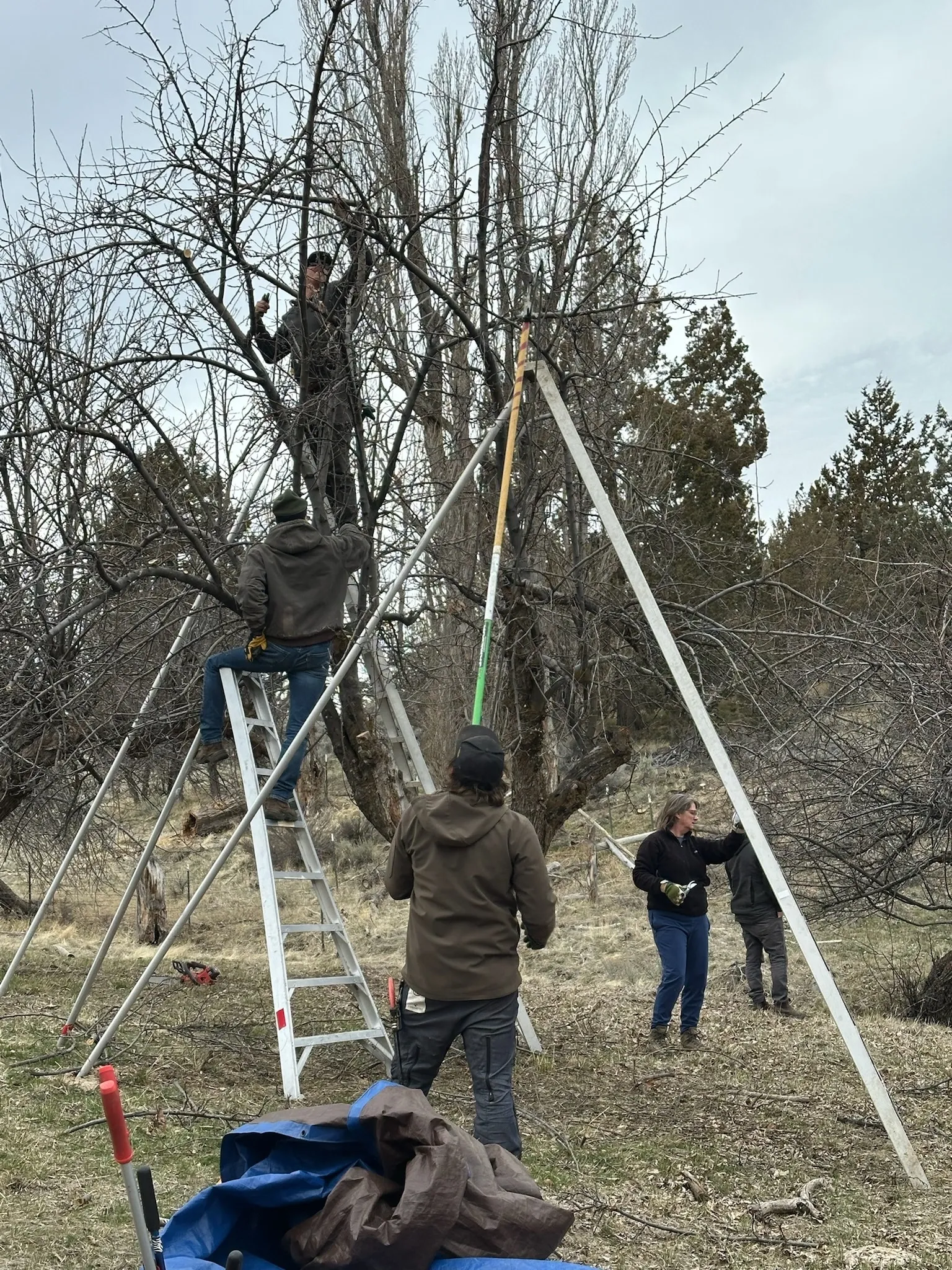 Tree biology instruction