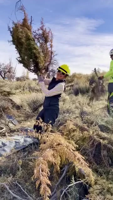 Heritage Apple Corps volunteers clearing juniper in a heritage orchard, from the Outback Films short