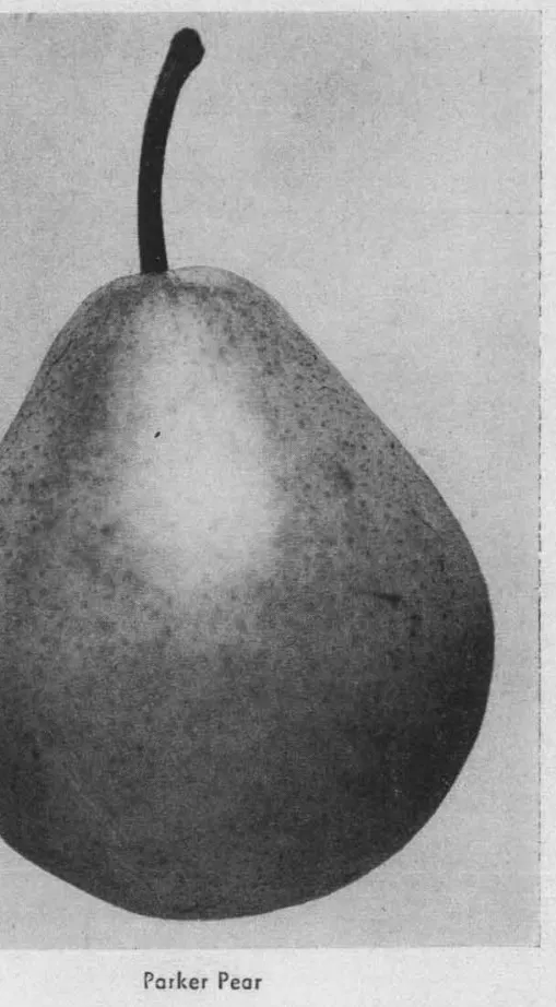 Illustration from Alderman, Wilcox & Weir, Fruit Varieties Developed at the University of Minnesota Fruit Breeding Farm (1957)