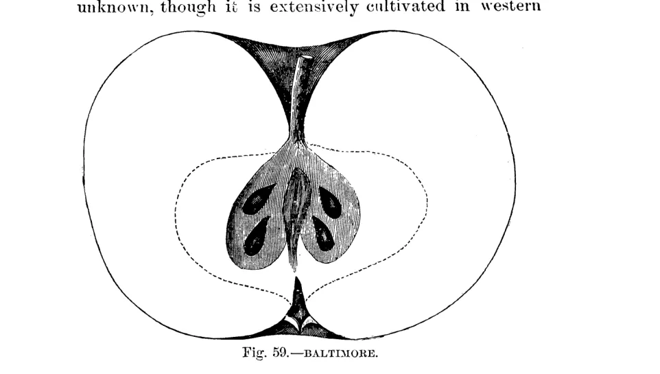 Illustration from Warder, American Pomology: Apples (1867)