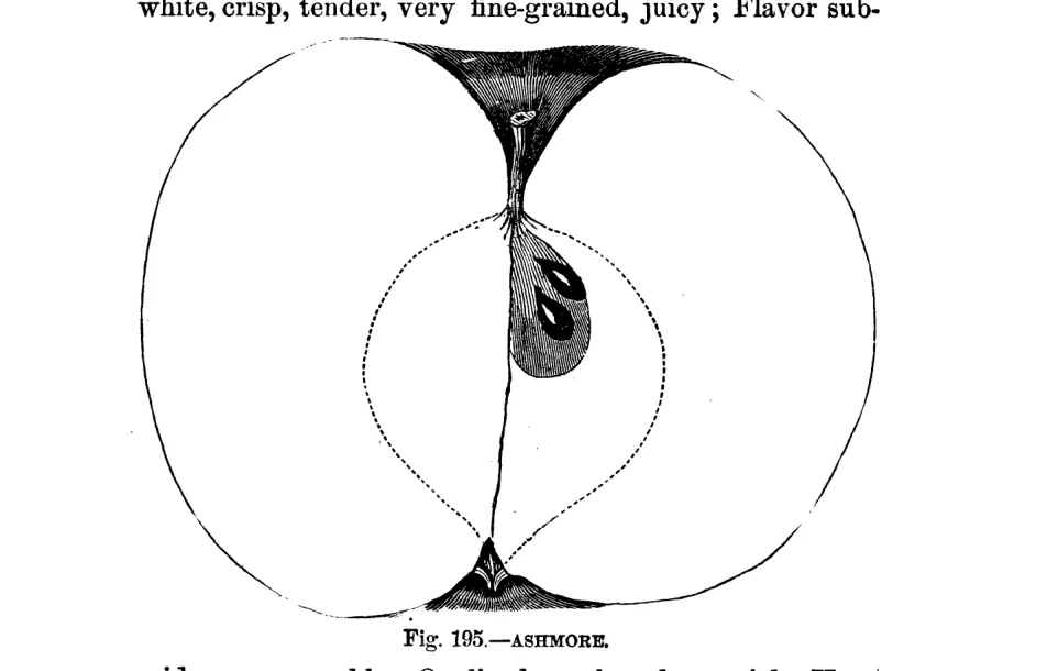 Illustration from Warder, American Pomology: Apples (1867)