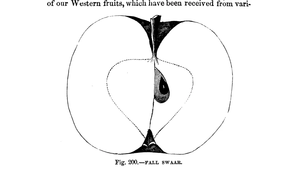 Illustration from Warder, American Pomology: Apples (1867)