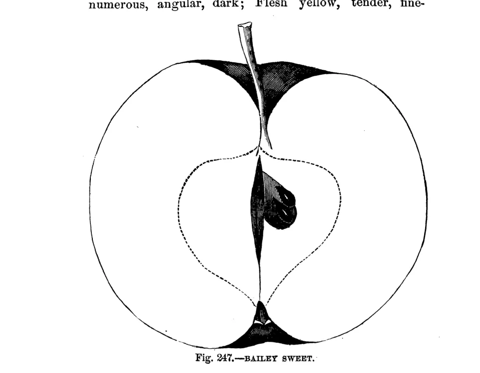 Illustration from Warder, American Pomology: Apples (1867)