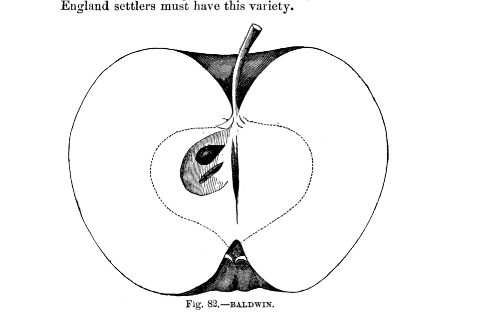 Illustration from Warder, American Pomology: Apples (1867)