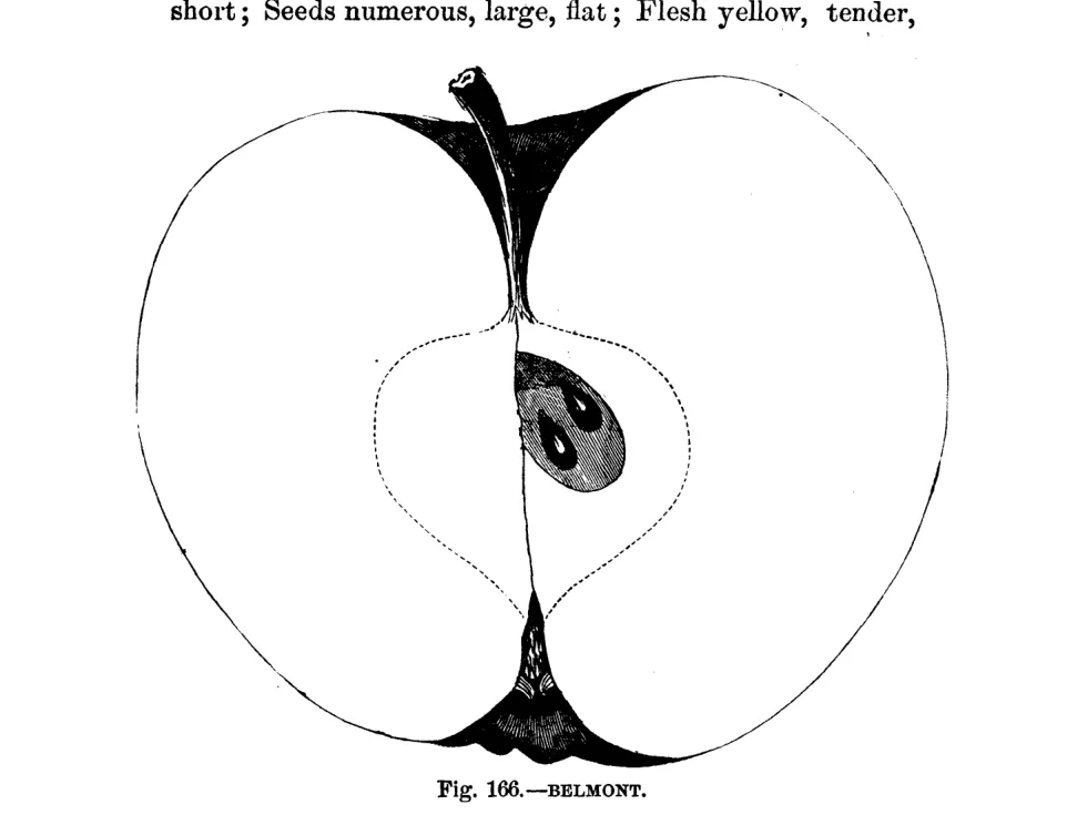 Illustration from Warder, American Pomology: Apples (1867)