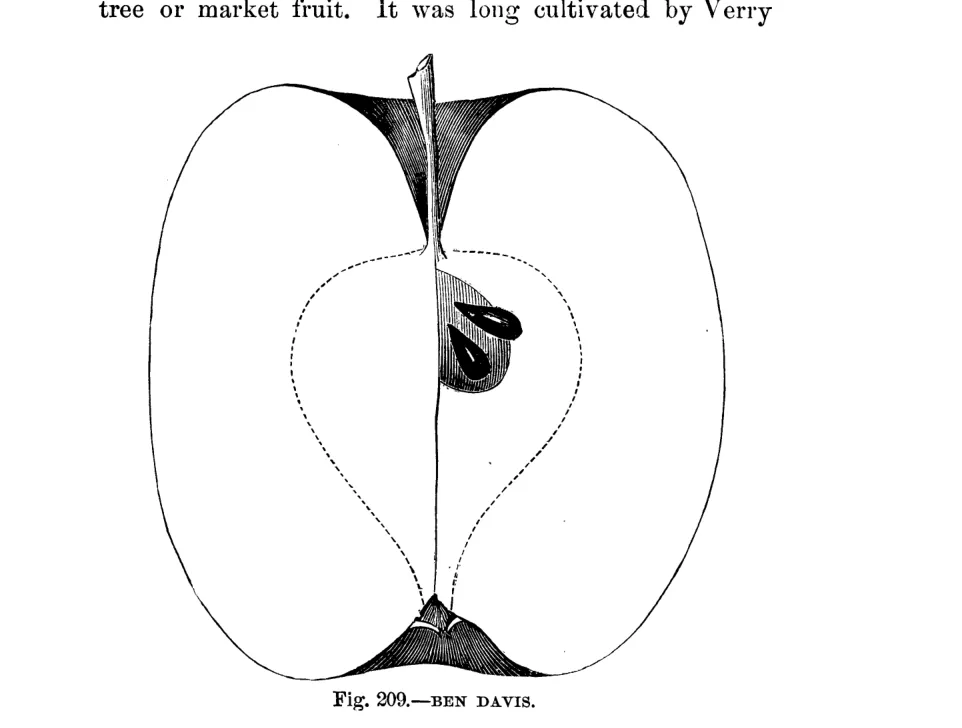 Illustration from Warder, American Pomology: Apples (1867)