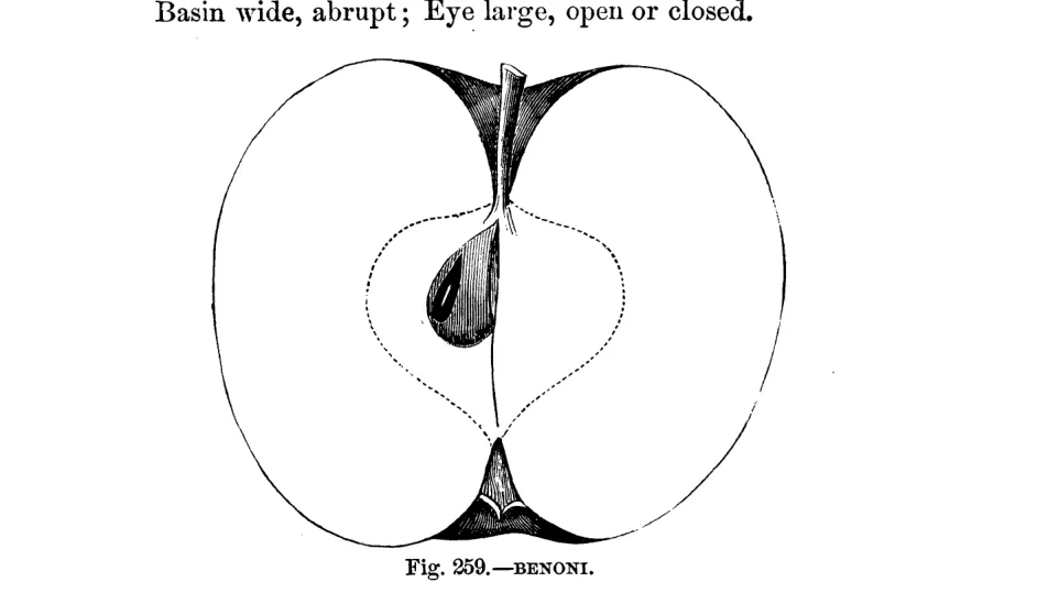 Illustration from Warder, American Pomology: Apples (1867)