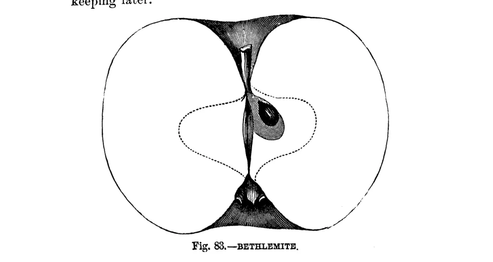 Illustration from Warder, American Pomology: Apples (1867)