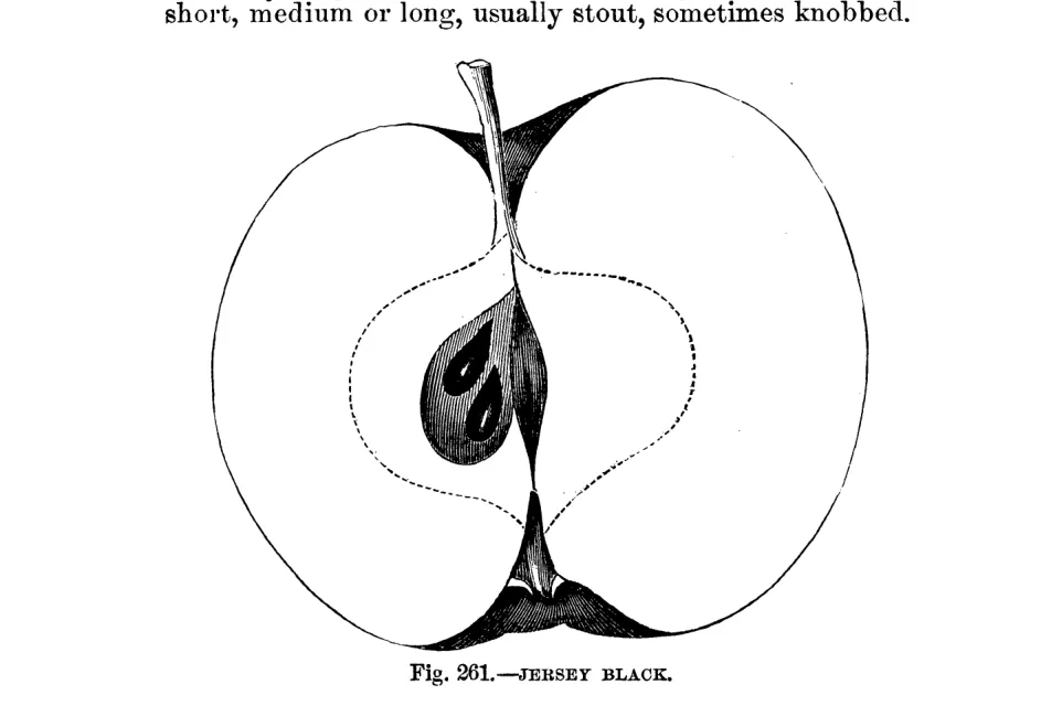 Illustration from Warder, American Pomology: Apples (1867)