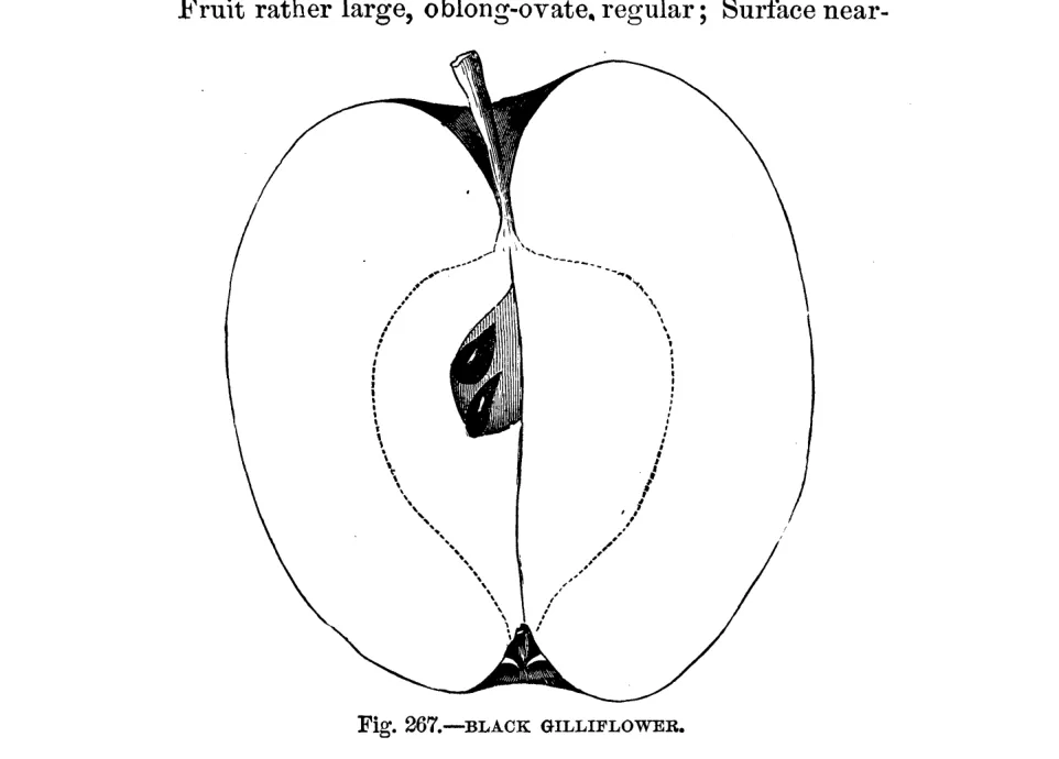 Illustration from Warder, American Pomology: Apples (1867)