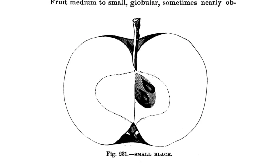 Illustration of Black Jersey